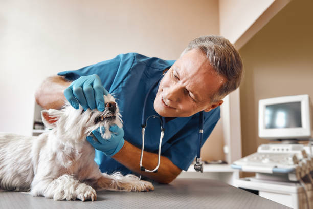Best Walk-In Emergency Dentist in Williamstown, NJ